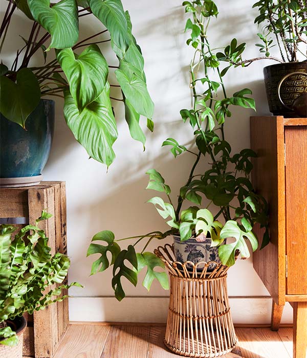 Maak een urban jungle met groene kamerplanten